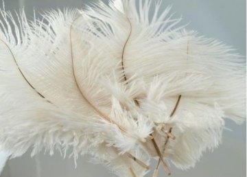 pštrosí peří-ozdoba, délka 13-20cm